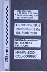 Etikette zu Dicronychus intermedius (Platia & Gudenzi, 2003) (NHMW-ZOO-COL-0006890)